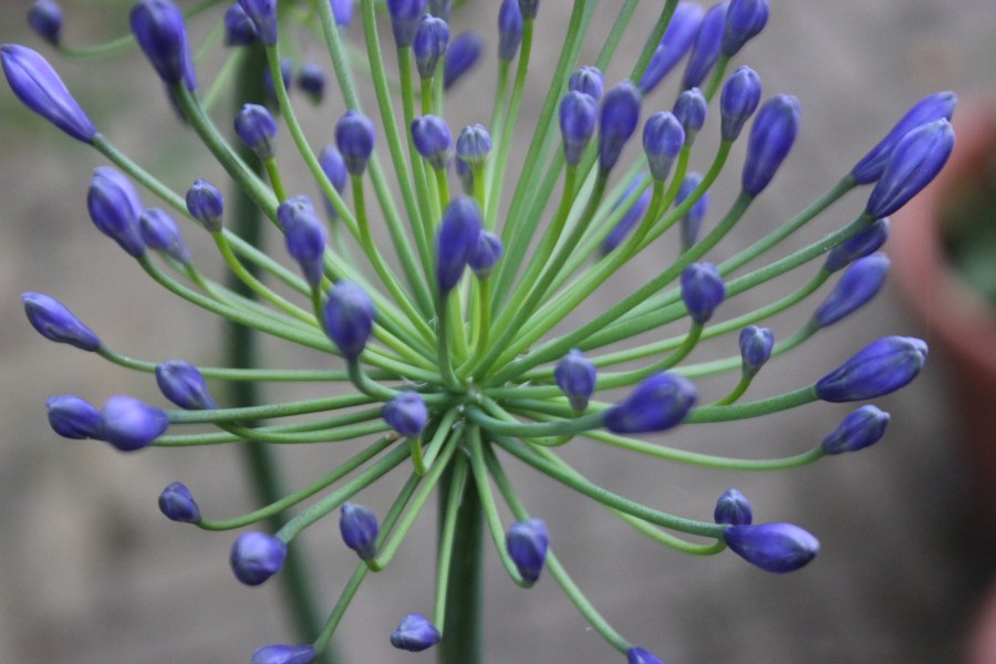 unusual flower