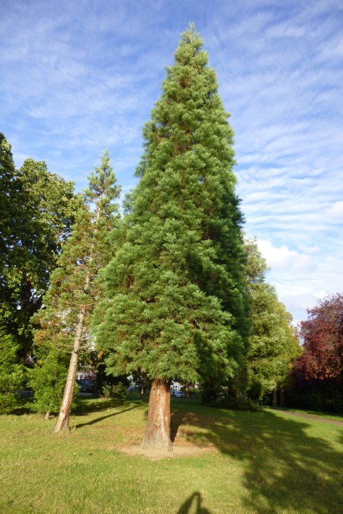 large pine tree