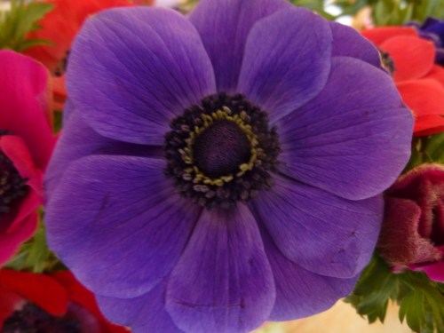 birthday cake, stork, anenomies 007