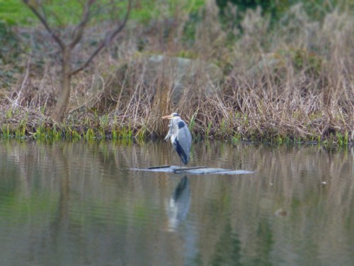birthday cake, stork, anenomies 013